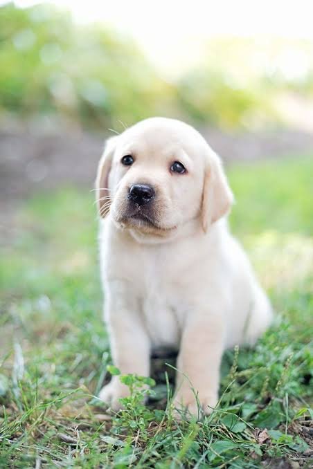 labrador-retriever-puppies-iid-739918